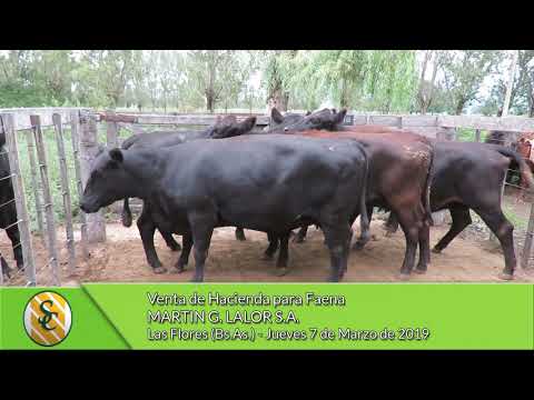 07-03-19 - Venta de Hacienda para Faena - Martin G. Lalor S.A. - Las Flores