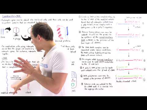 Synthesizing cDNA with Reverse Transcriptase