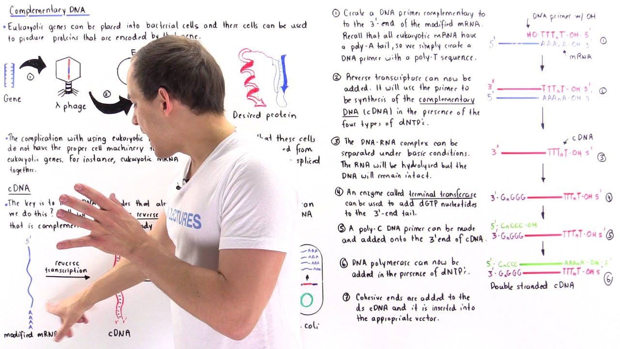 Synthesizing cDNA with Reverse Transcriptase - YouTube