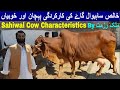 Pure Sahiwal Cows Characteristics خالص ساہیوال گاۓ کی پہچان اور کارکردگی || By My Life C