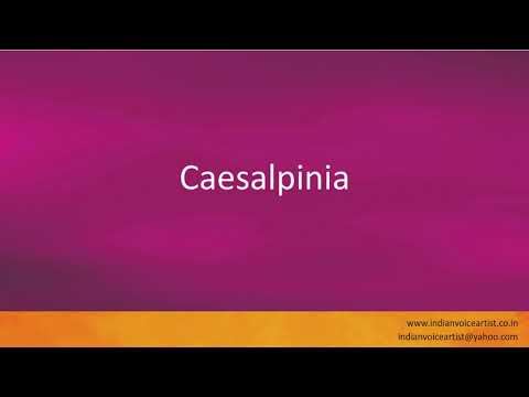 Pronunciation of the word(s) "Caesalpinia".