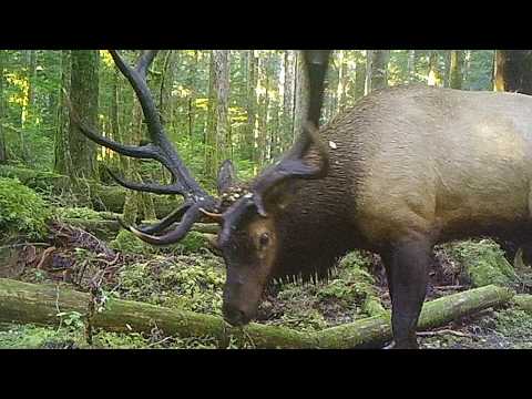 download lagu mp3 mp4 Roosevelt Elk Vs Rocky Mountain Elk, download lagu Roosevelt Elk Vs Rocky Mountain Elk gratis, unduh video klip Roosevelt Elk Vs Rocky Mountain Elk