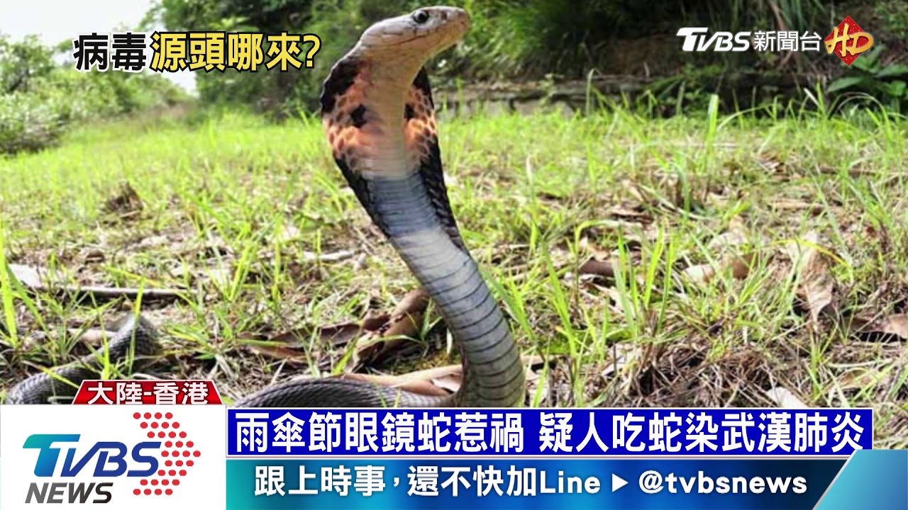 武漢肺炎病毒哪裡來　野味惹禍疑人吃蛇肉染病
