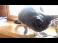 Nom Nom Kitty