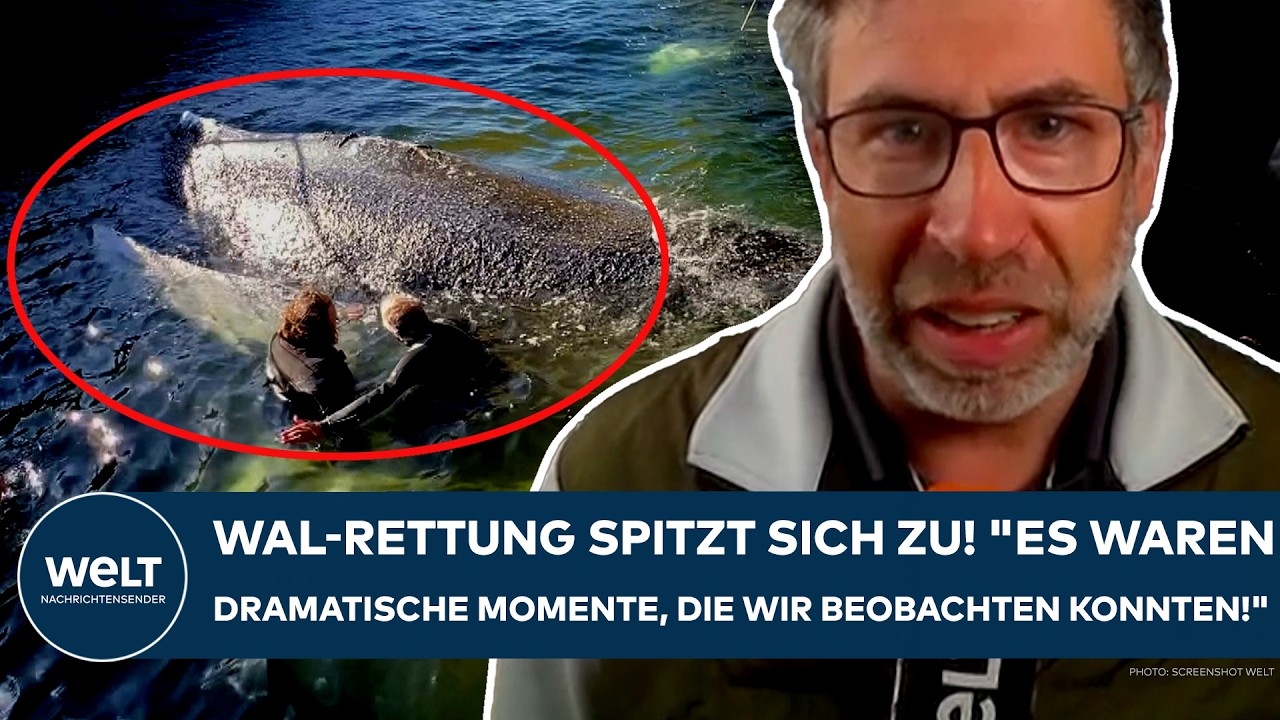 WAL-DRAMA: Rettung von Buckelwal Timmy spitzt sich zu! "Gestern Abend waren es dramatische Momente!"