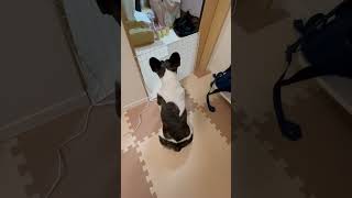 妻の内職を見守る愛犬 #フレンチブルドッグ #フレブル #vlog #frenchie #shorts 　　　　"The dog watching over my wife's side job."
