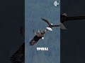 Bald Eagles’ Death Spiral: A Display of Trust and Love
