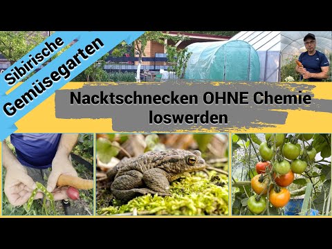 So habe ich OHNE Chemie die Nacktschnecken in meinem Biogarten wegbekommen.
