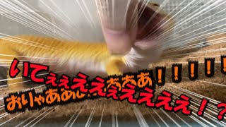 レオパにご飯あげたら指まで頂かれた！？