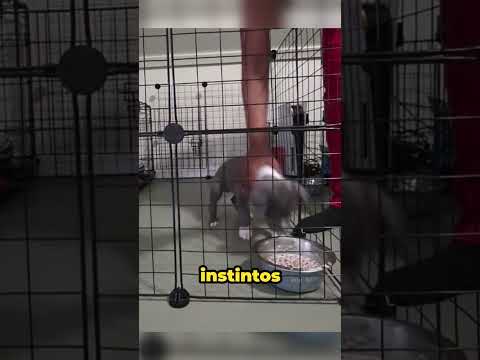 COMO ENTRENAR A TU CACHORRO!!