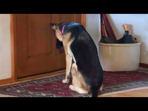 Cet accueil de chien le plus drôle vous donnera la fièvre canine.