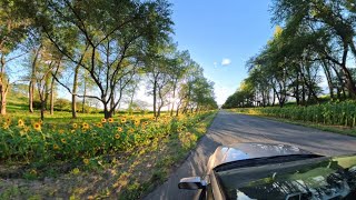 360°パノラマVR車載   夕方のひまわりロード