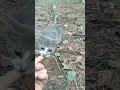 Very Cute And Naughty Gray Tabby Kitten Shorts