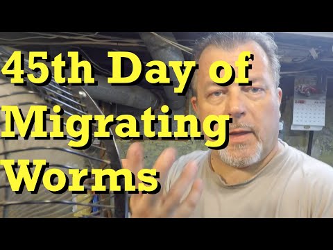175-day red wiggler bin's 45th day of migrating worms - vermicomposting