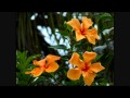 Kevin Kendle Flowers Winter Jasmine - Album Flowers-HD