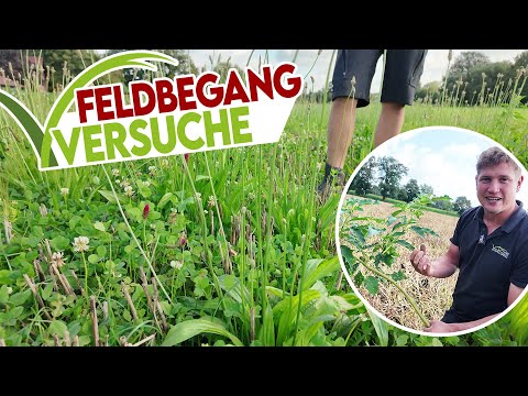 🧐 FELDVERSUCHE: Wie entwickeln sich Untersaat, Zweitfruchtmais, Lupine & Zwischenfrucht??🌽🌱
