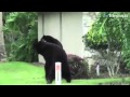 Black Bears Fight In Suburban Street