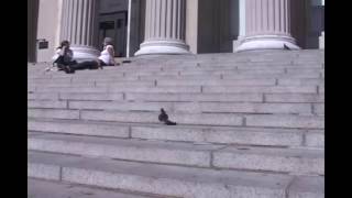 pigeon kick