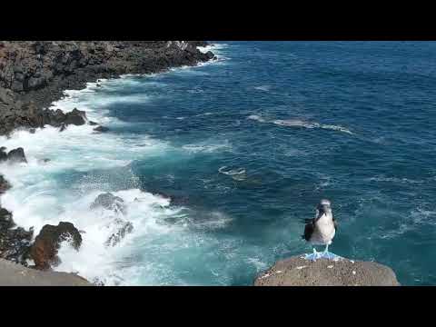 Five Minutes In The Galapagos