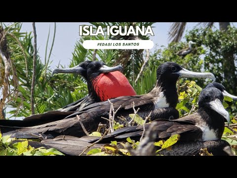 Isla Iguana, Los Santos, Pedasi, Panamá