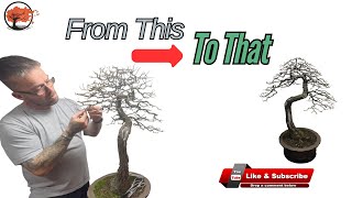 How to Style an Oak Bonsai Tree