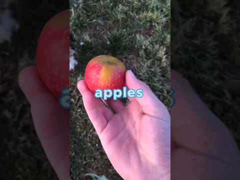 Can chickens eat a apple?