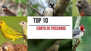 As 10 aves com cantos mais bonitos do Brasil | pássaros brasileiros com cantos maravilhosos