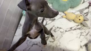 イタリアングレーハウンドの動画01