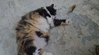 Such a good Cali gurl