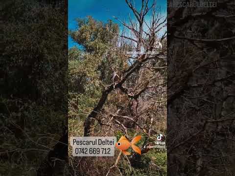 Pensiunea PESCARUL DELTEI - Frumusețea naturală a Deltei Dunării