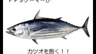 ＦＰＳゲーマーがカツオを捌く！！