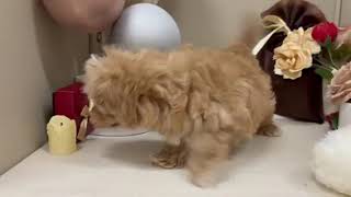 ハーフ犬の動画01