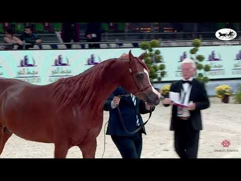 N 67 AMANI MONISCIONE   European Championship 2021   VERONA   Stallions 4 6 Years Old Class 13