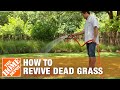 How to Grow Grass with Dead Grass Spots | The Home Depot