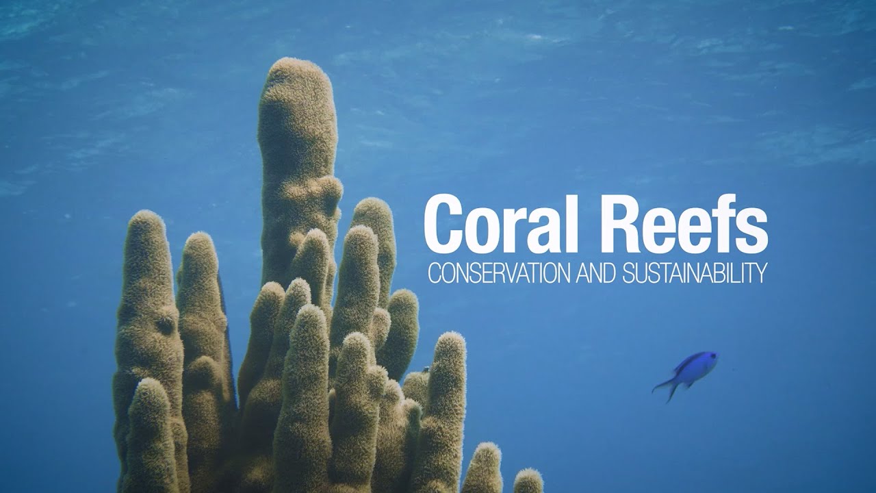 Coral Reefs: Conservation and Sustainability | WCS Cuba