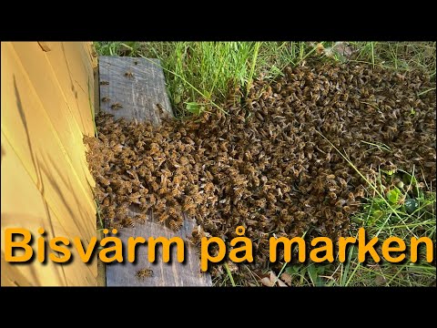 Bisvärm tagen på marken (Buckfast bin)