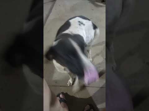 Katrina em Bom Jesus do Araguaia MT