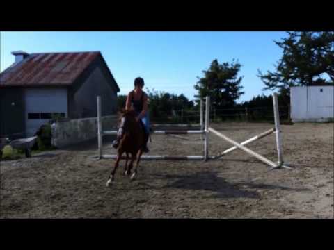 LÆREMESTER SELGES - Tequila M - Kat.2