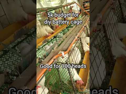 DIY battery cage for layer chiken. #business #farming101 #chickenfarming #chicken #eggbusiness #egg