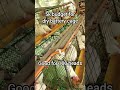 DIY battery cage for layer chiken. #business #farming101 #chickenfarming #chicken #eggbusiness #egg