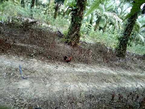 larii kejoo ayammm🤣🤣