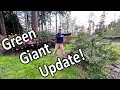 How Much Has My Green Giant Arborvitae Hedge Grown