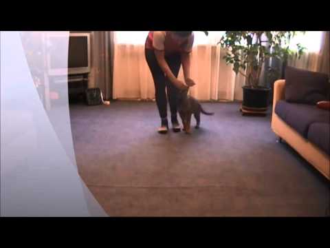 Illy vom Spektefeld - 2.Mon