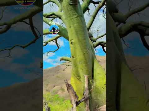 Florecimiento de los ceibos en el cantón Calvas provincia de Loja Ecuador 🇪🇨 #ivanaventuras