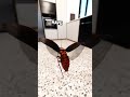 Why Cockroaches Fly 😰 🪳