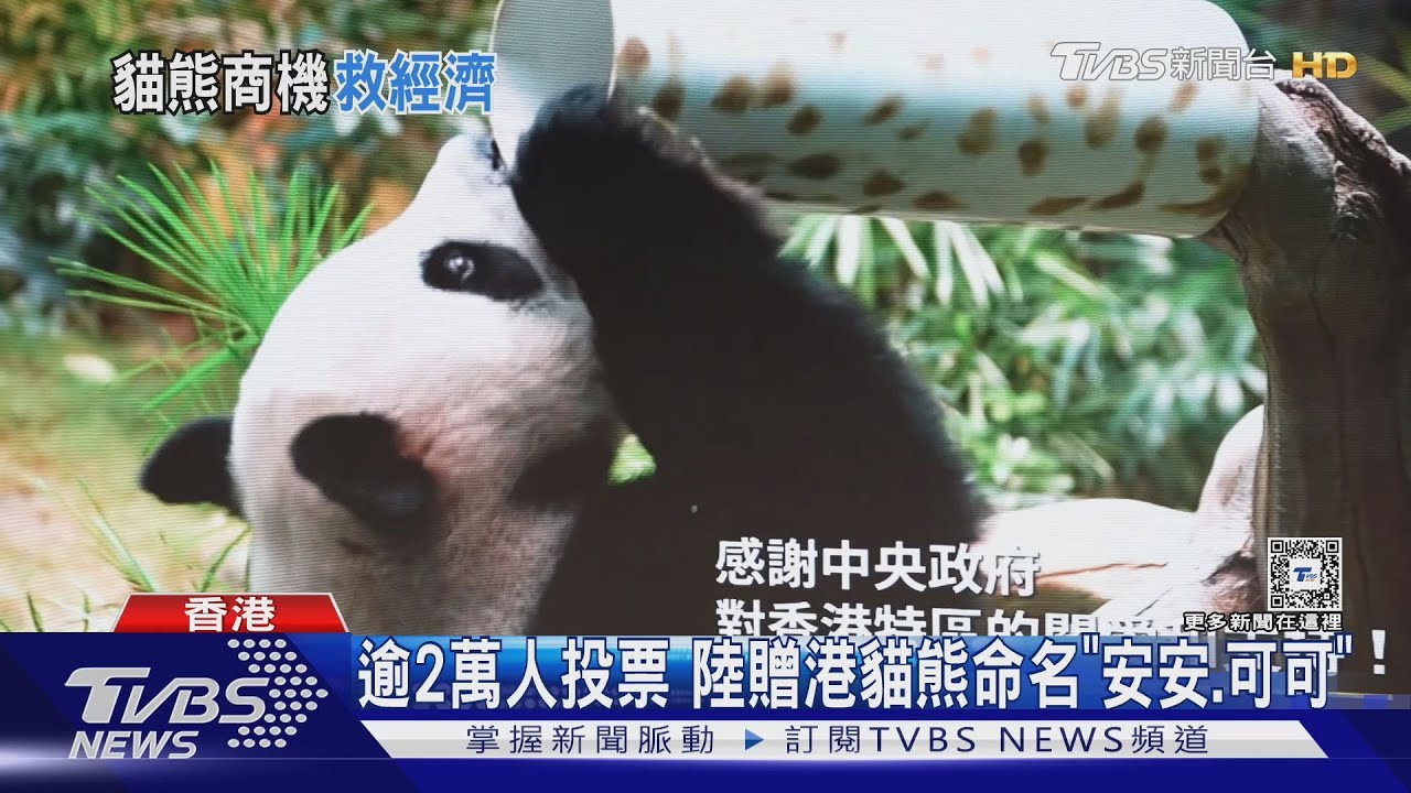 香港靠大貓熊救觀光!維港打造2500個雕塑 遊客瘋打卡:太可愛了