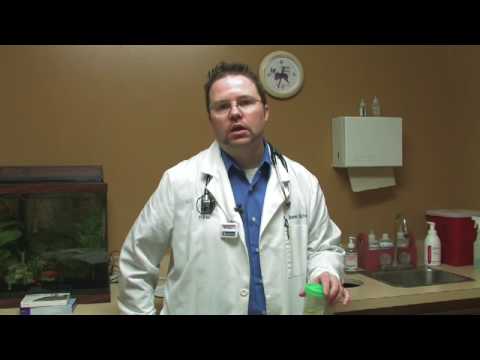 Cat Care: Fleas & Parasites : What Kind of Worms Does My Cat Have?