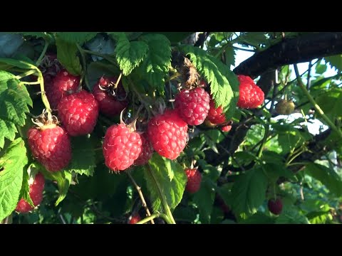 Nalewka malinowa 😎 - prosty przepis na MALINÓWKĘ