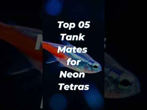 Top 5 Tank Mates for Neon Tetras 🐠✨ | Peaceful Aquarium Companions! #shorts #neontetra #fishtank