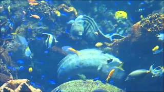 2015-04-28 Osaka Aquarium